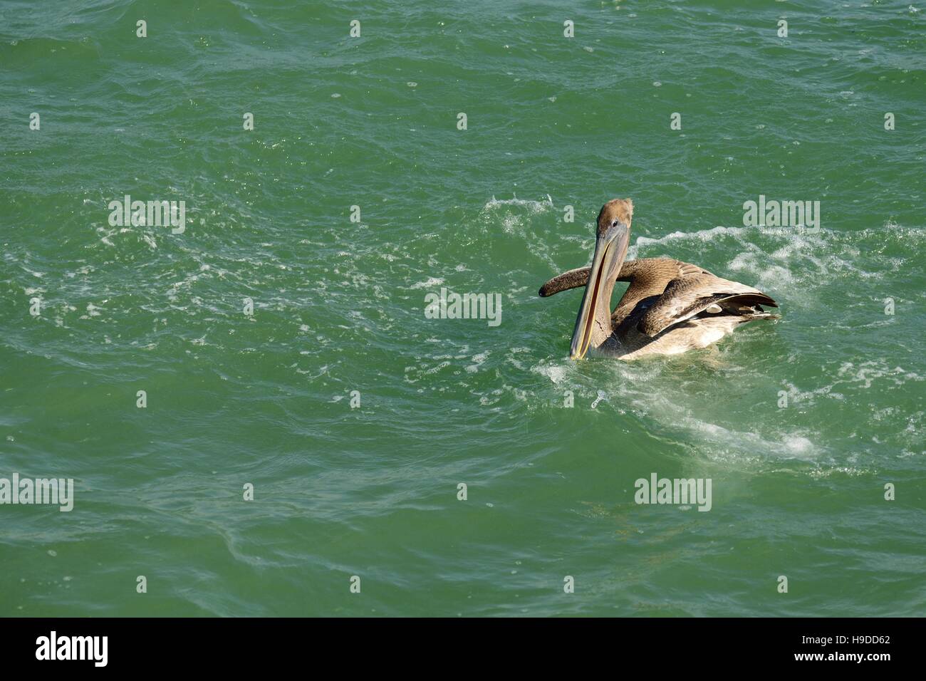 Brown pelican hunting in the Gulf of Mexico Stock Photo Alamy