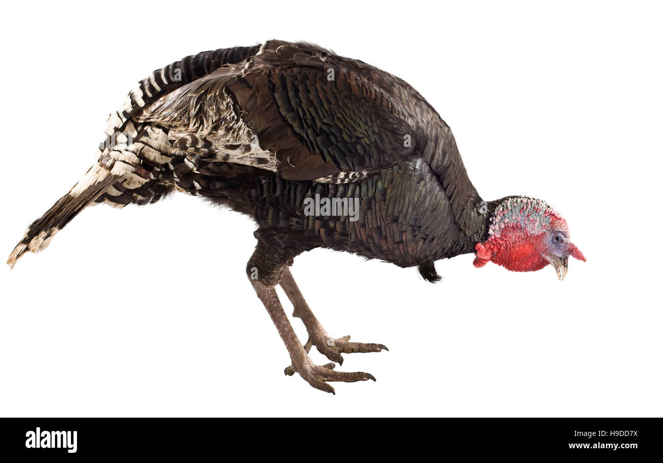 Sologne Black Turkey Stock Photo