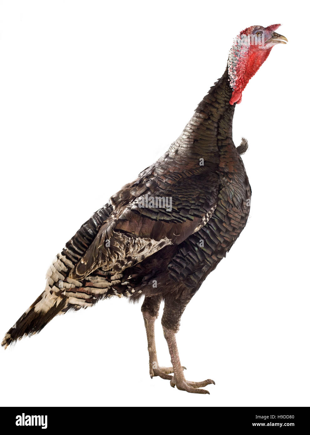 Sologne Black Turkey Stock Photo