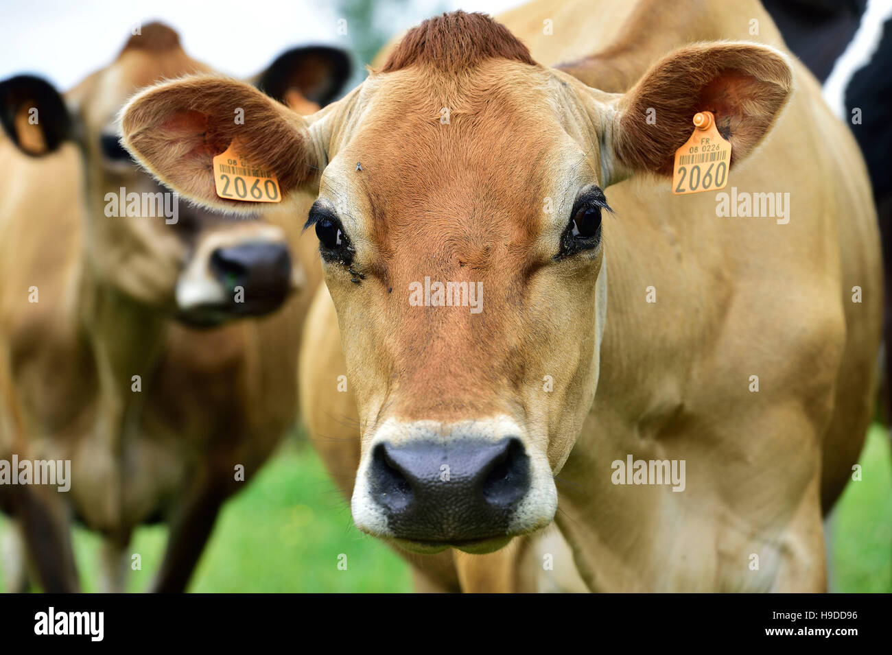 Jersey dairy cattle Stock Photo - Alamy