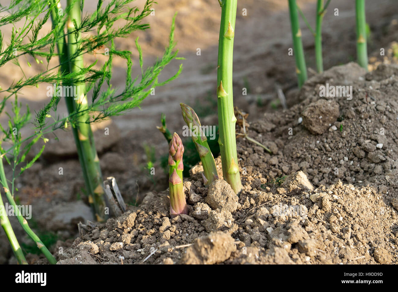 Green asparagus growing Stock Photo Alamy