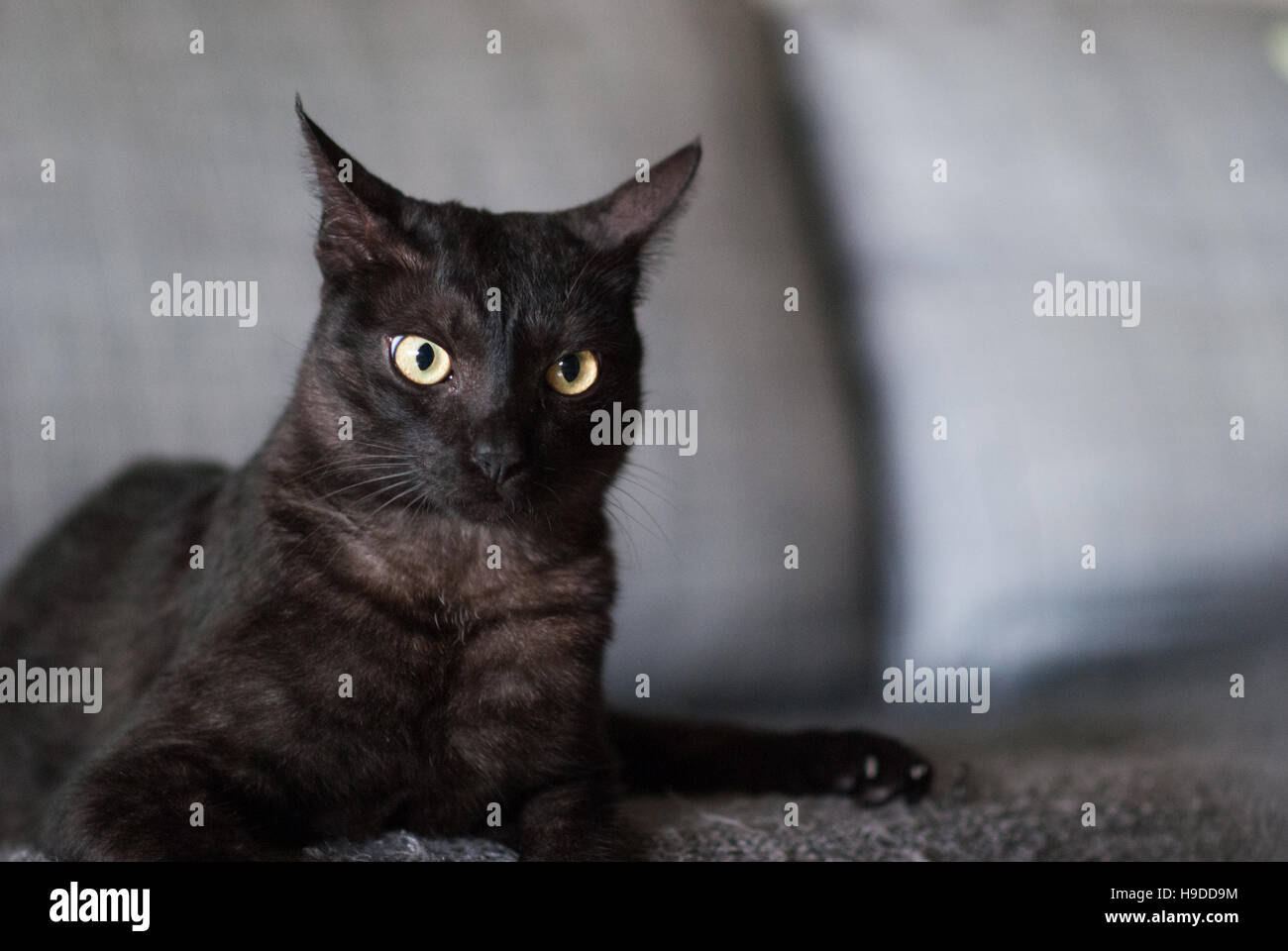 Black cat sitting on a couch, looking into the camera Stock Photo - Alamy