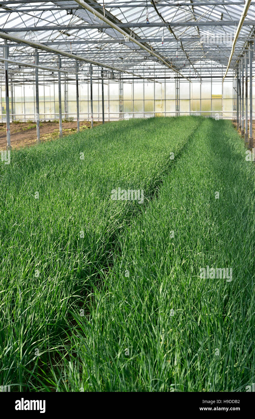 Onions grown under a greenhouse Stock Photo - Alamy