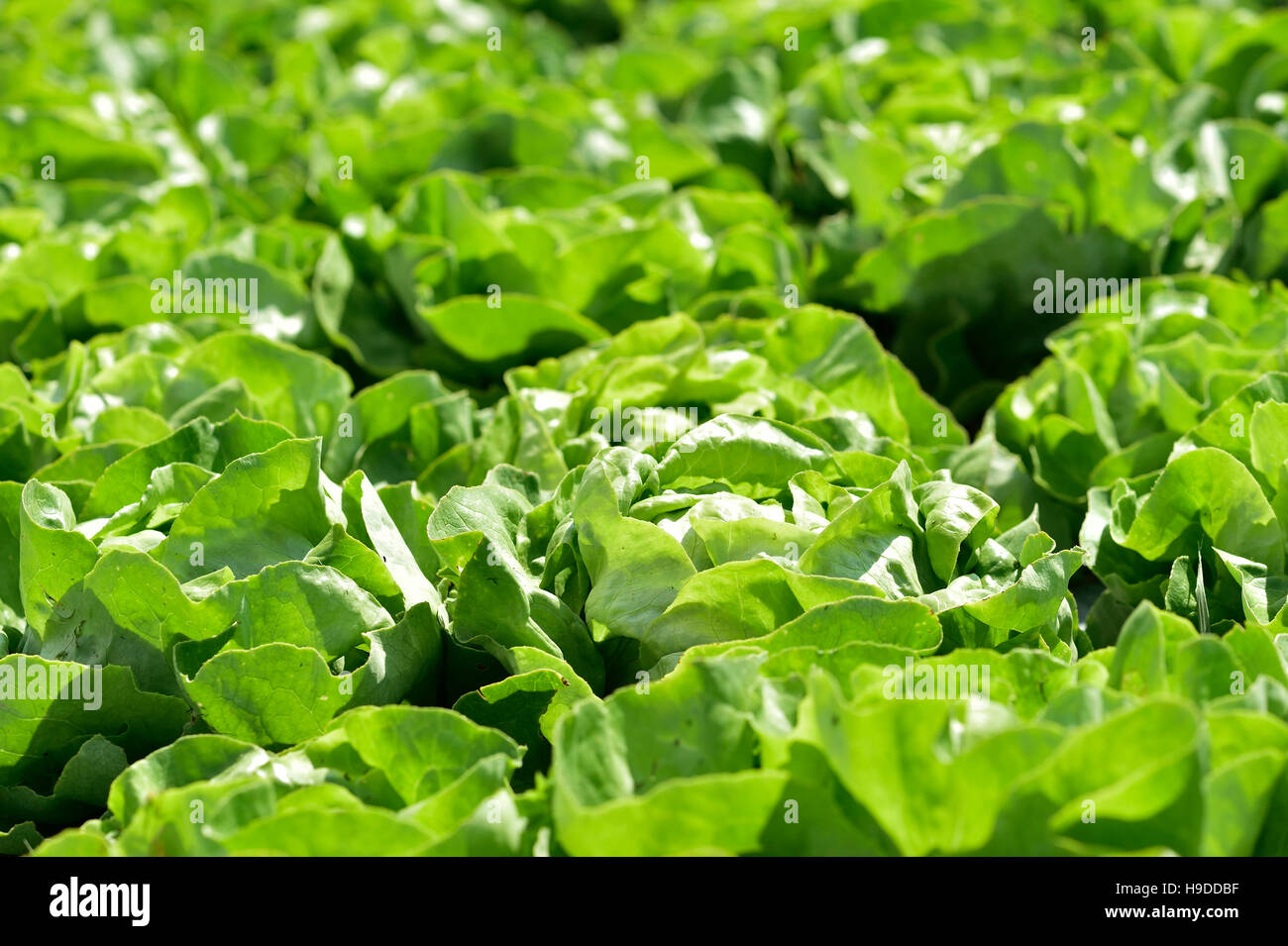 Cultivation of lettuce Stock Photo Alamy