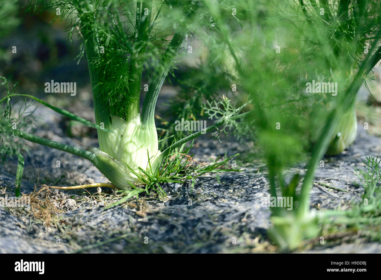 Cultivation of fennel Stock Photo Alamy