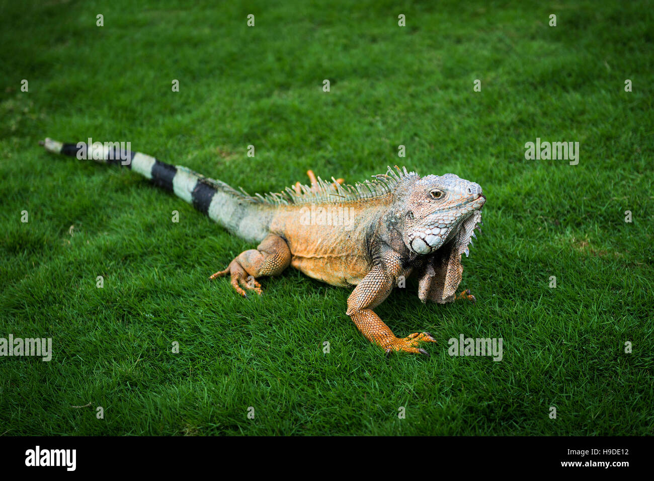 Iguana in the grass in a park in Guayaquil in Ecuador, South America Stock Photo