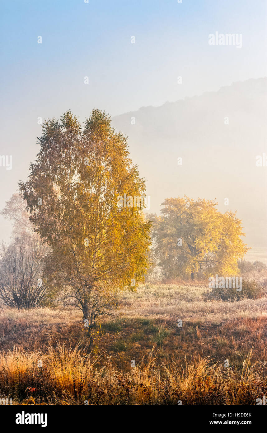 autumn landscape. yellow trees in fog on the meadow Stock Photo - Alamy