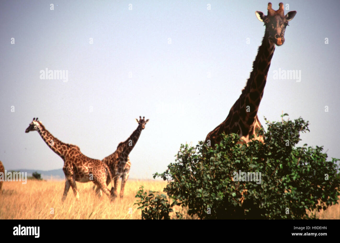 Masai Giraffes (Giraffa camelopardalis tippelskirchi) group of three, Masai Mara Game Reserve, Kenya. Stock Photo