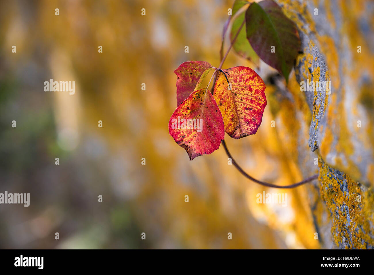 Poison Ivy (Toxicodendron radicans) leaves growing along rocky wall in the fall Stock Photo Alamy