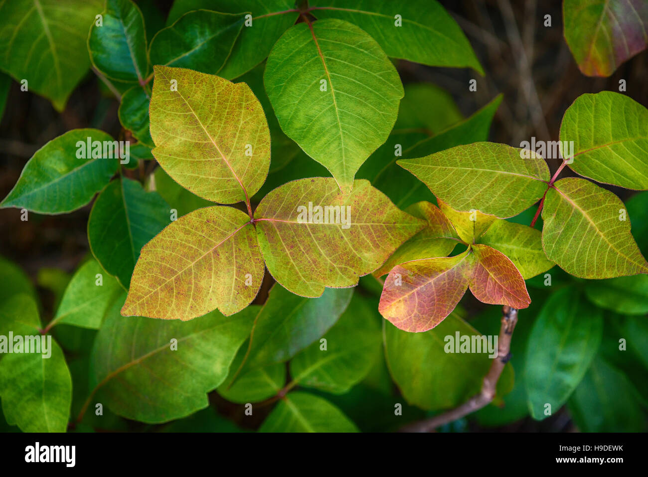 Leaves of Poison Ivy plant, Toxicodendron radicans Stock Photo