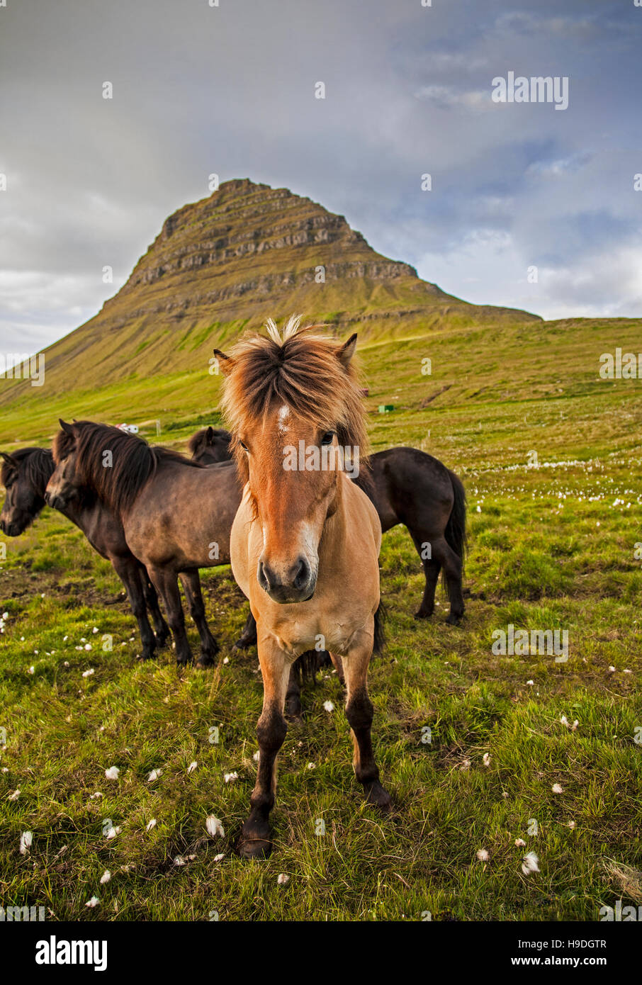 Icelandic horses below Kirkjufell Mountain, Snaefellsnes Peninsula, in