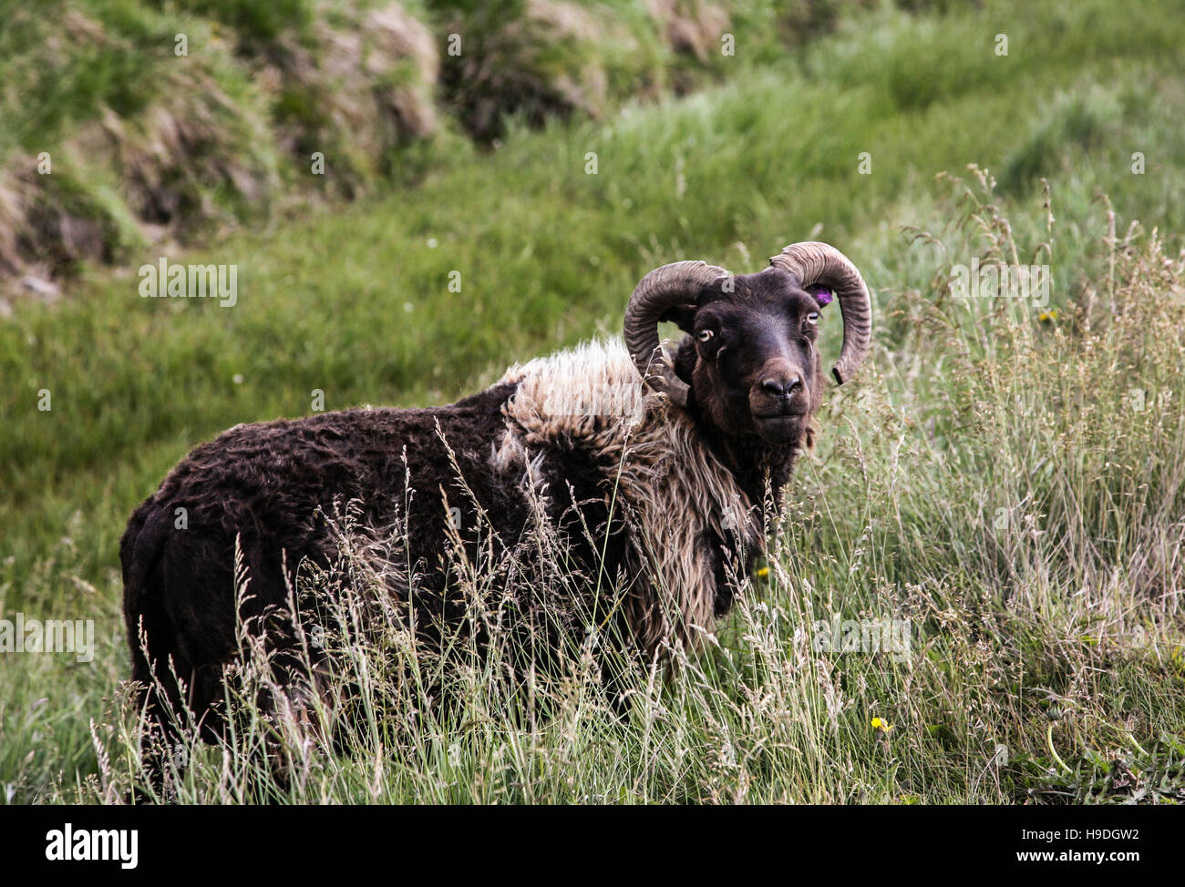 one brown sheep close up near Hvammstanga, in Iceland, Europe, farm funny animals isolated summer field pasture farm animals humor Island Stock Photo