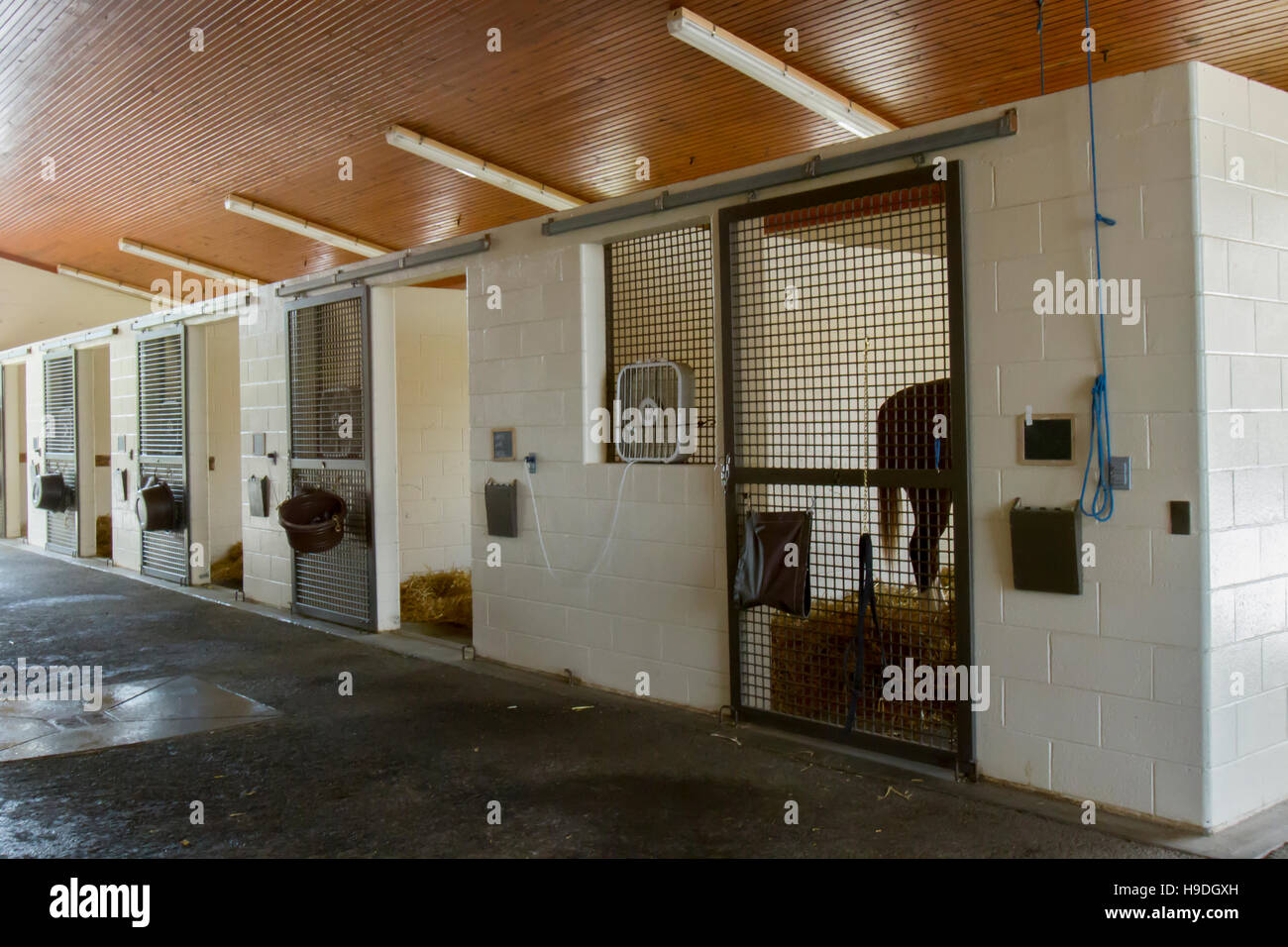 Horse standing in stall of equine hospital facility. Stock Photo