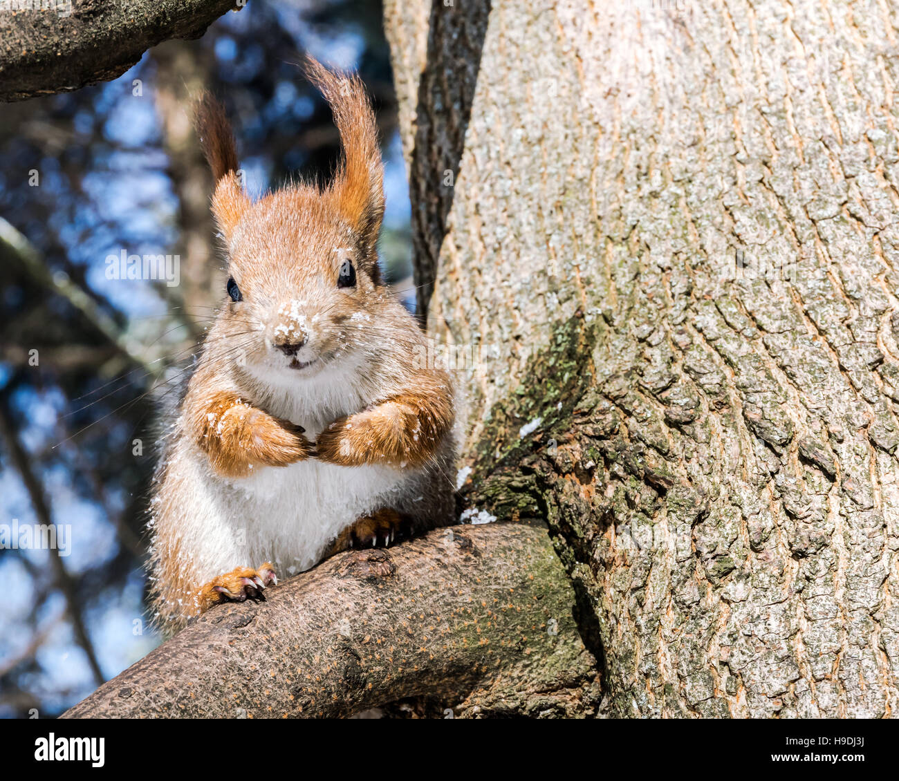 curious funny squirrel sitting on tree branch on blurred forest ...