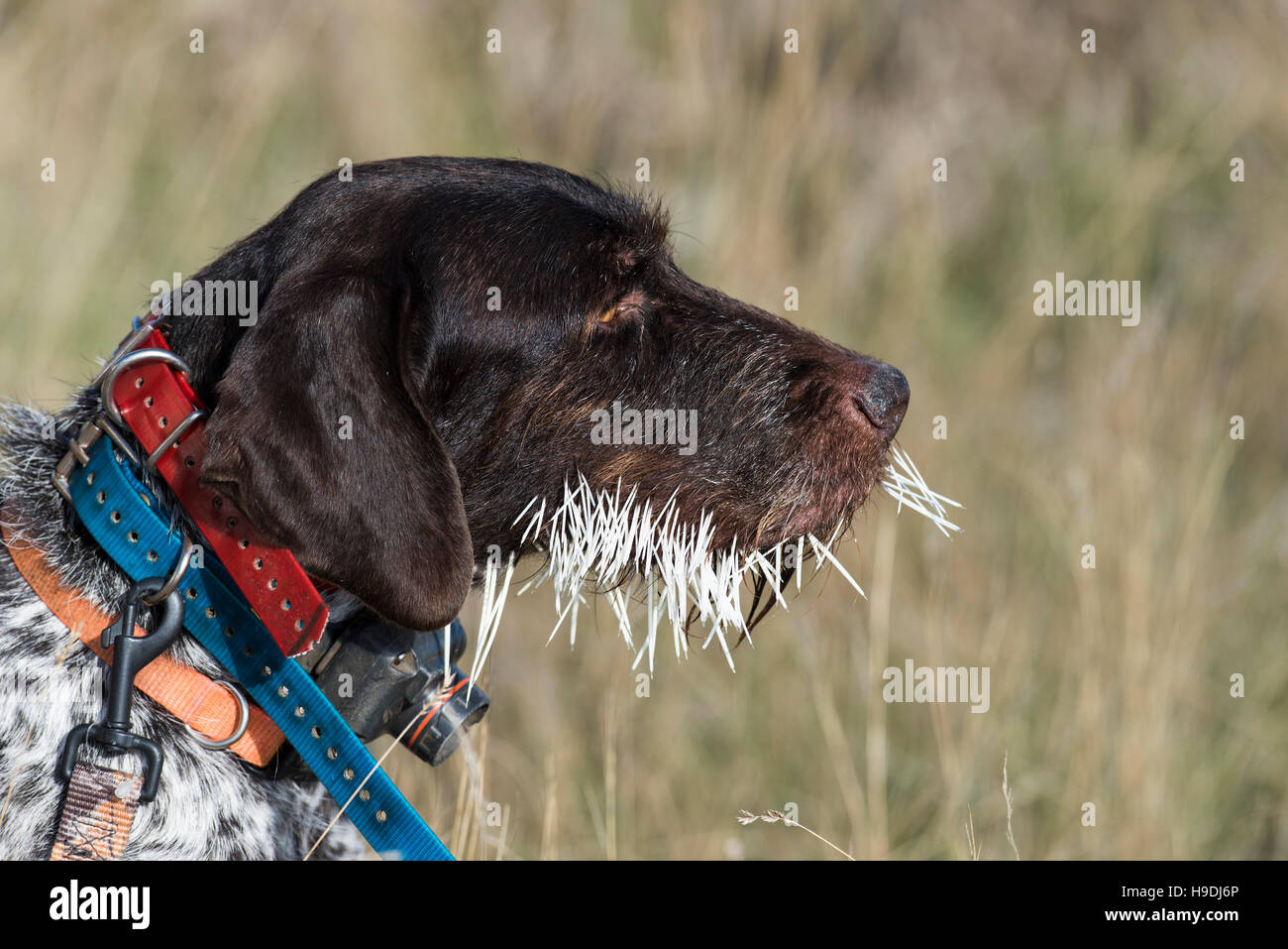 A hunting dog with a face full of Porcupine Quills Stock Photo Alamy