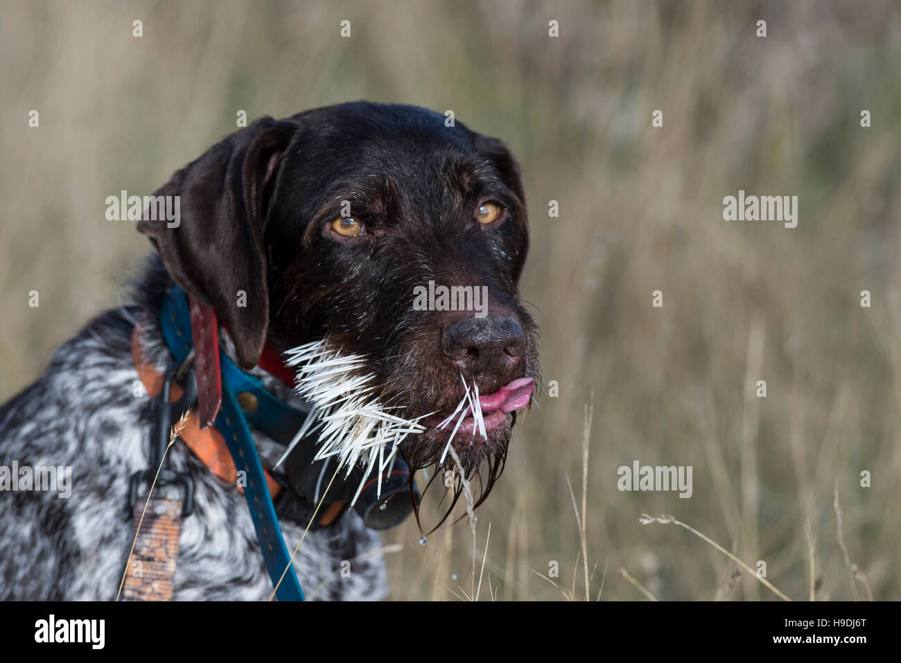 A hunting dog with a face full of Porcupine Quills Stock Photo Alamy