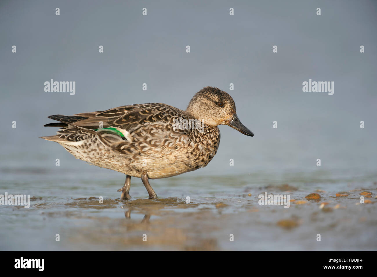 Teal / Krickente ( Anas crecca ), female duck, colorful breeding dress, leaving the water, walking, full body side view, wildlife, Europe. Stock Photo