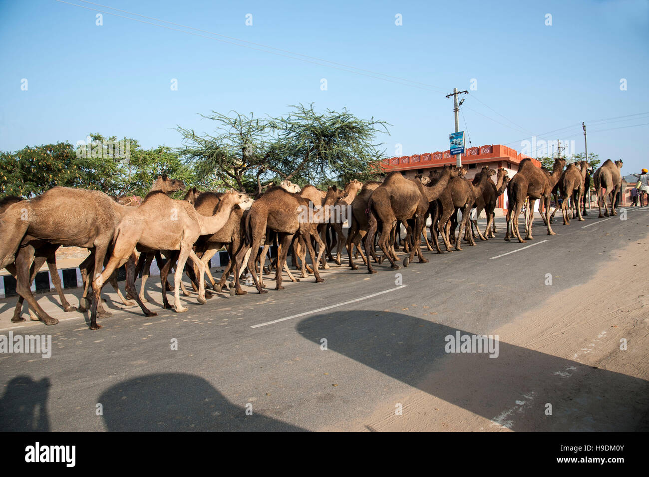 indian camels along a road at the Camel Fair  in Pushkar   Rajasthan  India Stock Photo