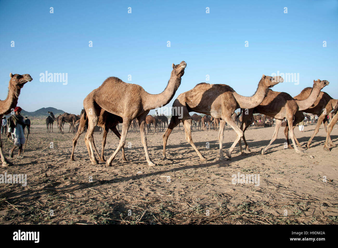 group of Camels going at Camel Fair in Pushkar Rajasthan india Stock
