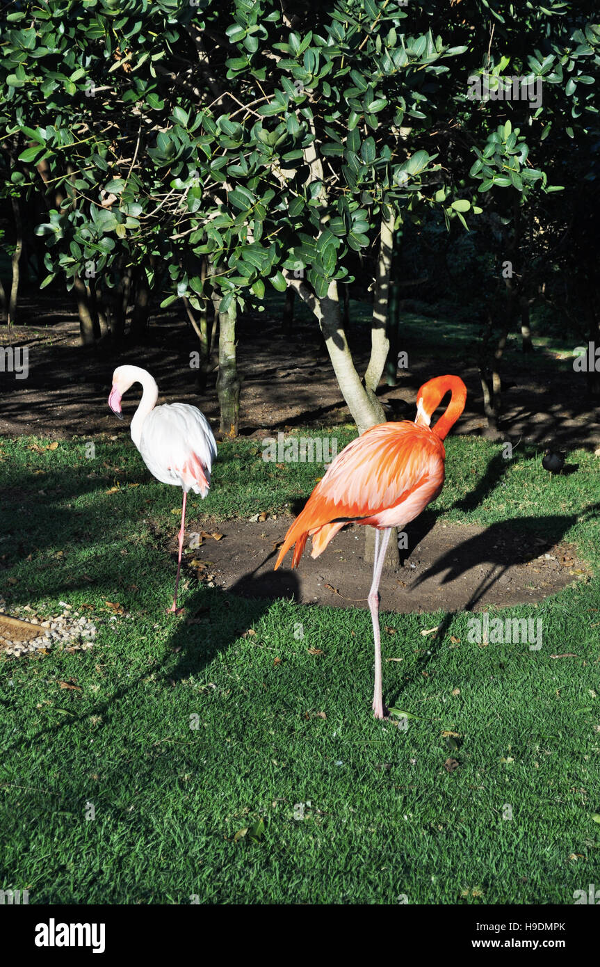 South Africa: flamingoes at Birds of Eden, the world's largest free flight aviary and bird sanctuary near Plettenberg Bay Stock Photo