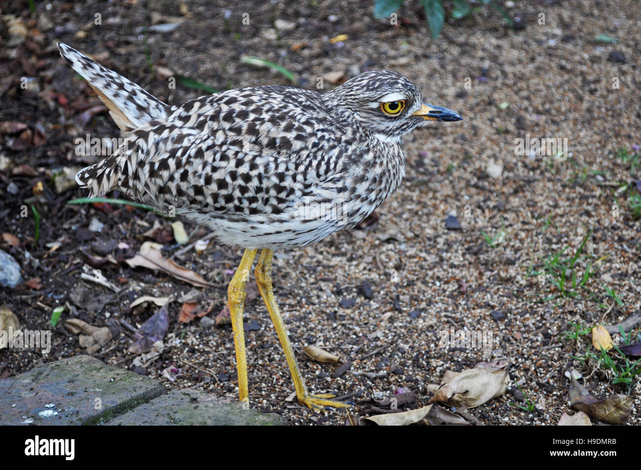 South Africa: a spotted thick-knee at Birds of Eden, the world's largest free flight aviary and bird sanctuary Stock Photo