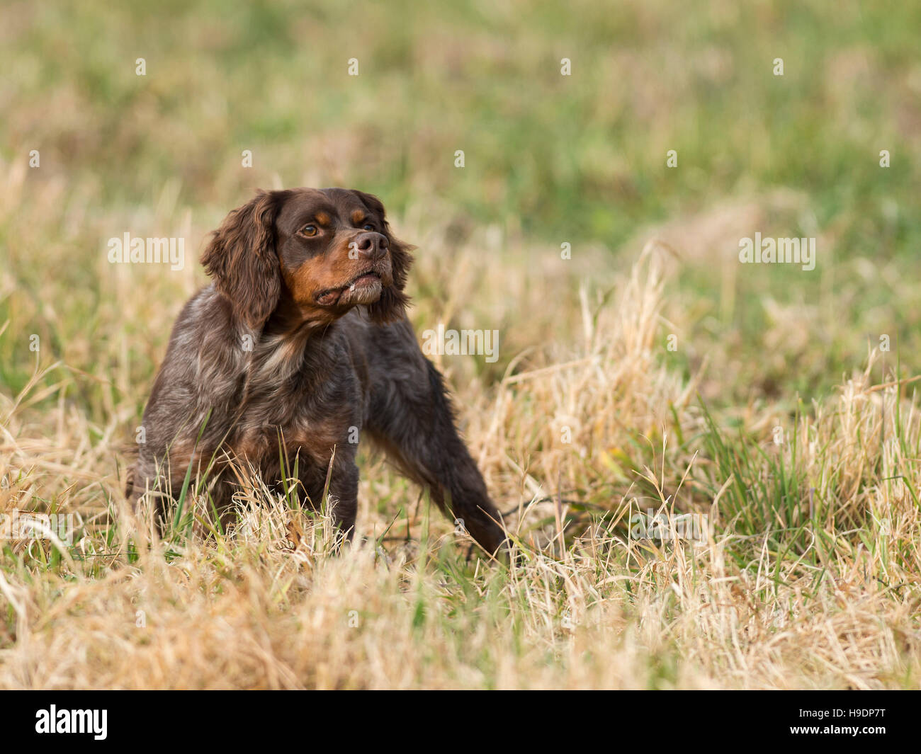 A French Brittany Spaniel Hunting Dog Stock Photo Alamy