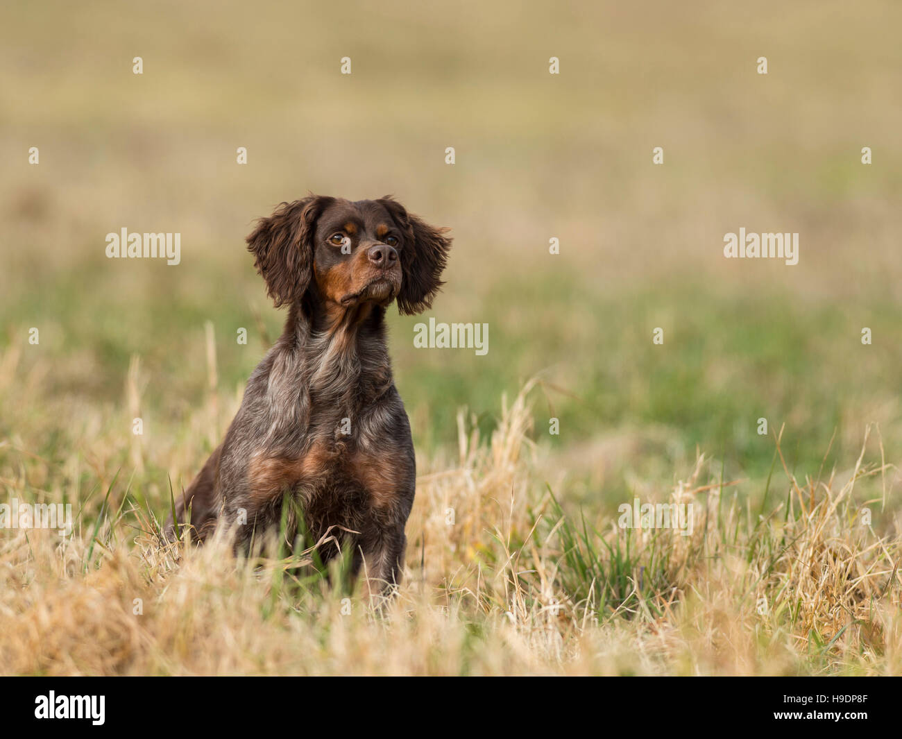 A French Brittany Spaniel Hunting Dog Stock Photo Alamy