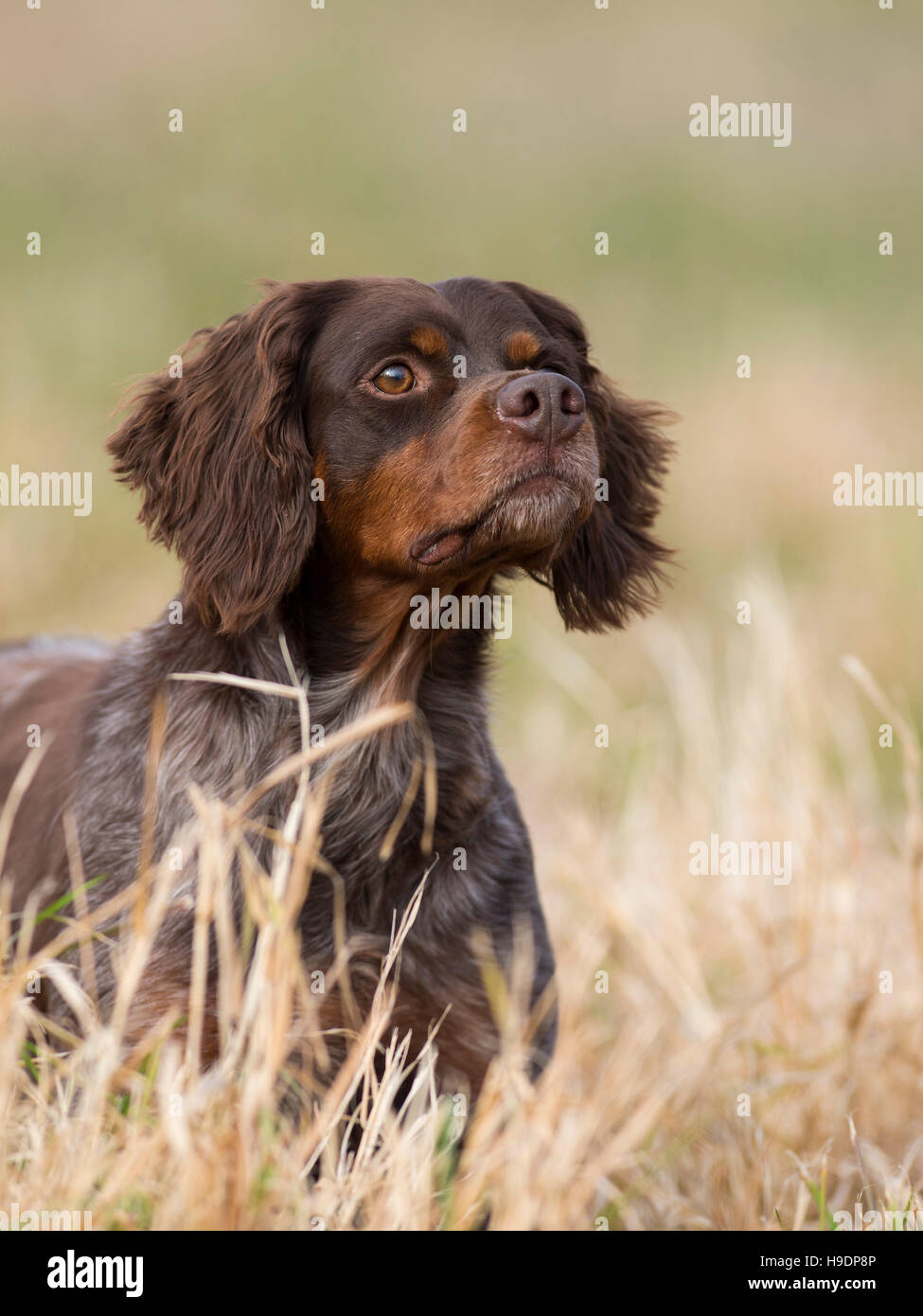 A French Brittany Spaniel Hunting Dog Stock Photo Alamy