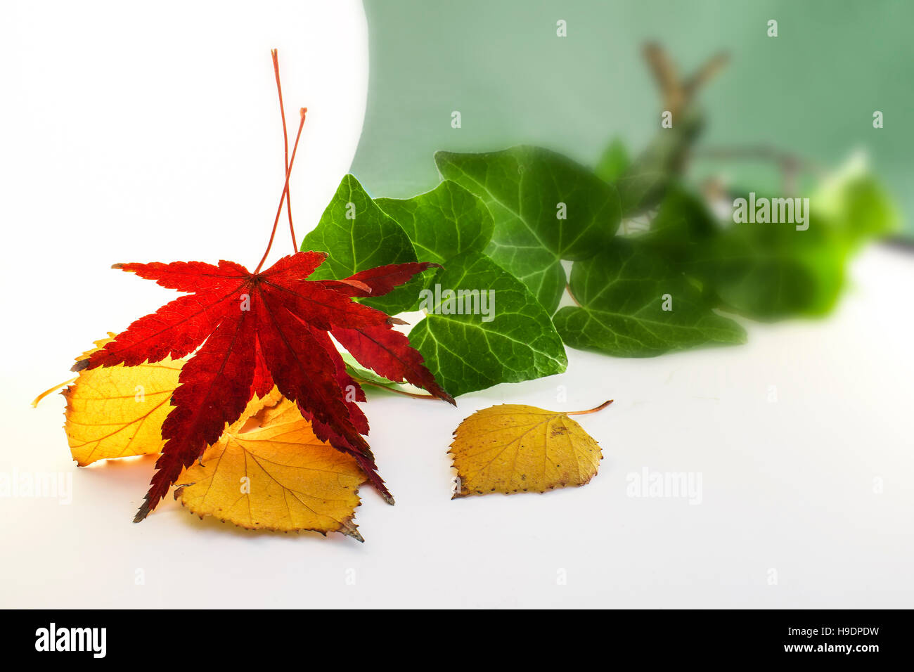Dry Leaf of Japanese Maple and other Leaves Stock Photo