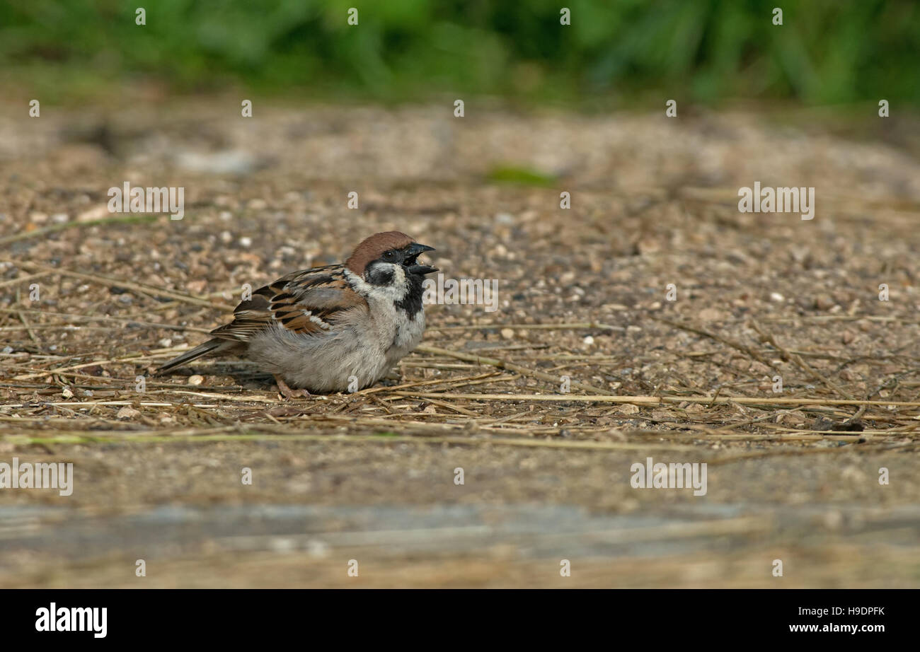 Eurasian tree sparrow-Passer montanus feeds on ground. Uk Stock Photo