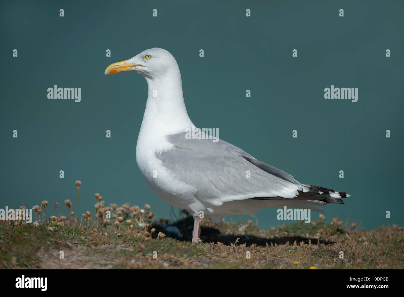 Herring GullsLarus argentatus. Uk Stock Photo Alamy