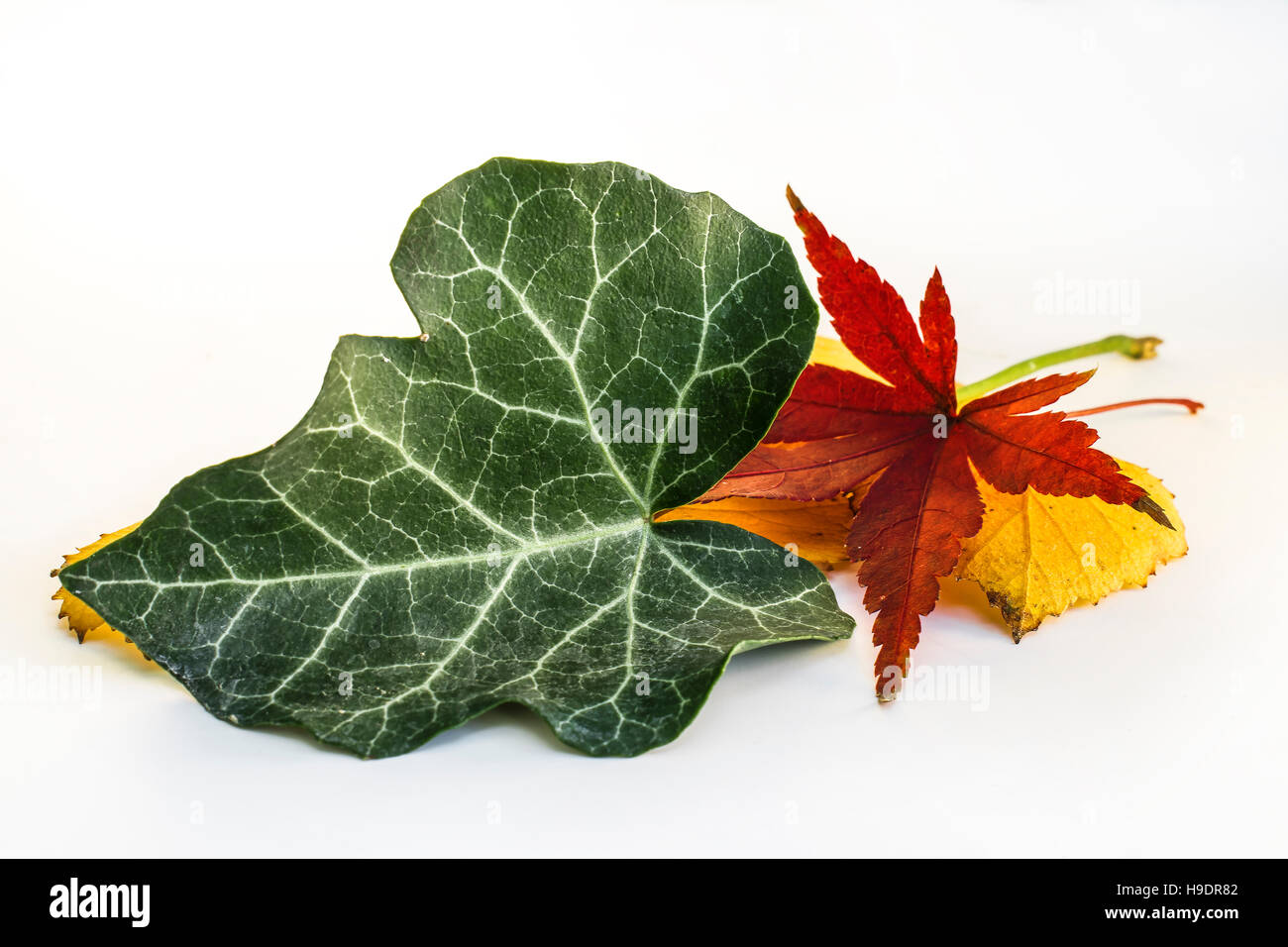 Dry Leaf of Japanese Maple and other Leaves Stock Photo