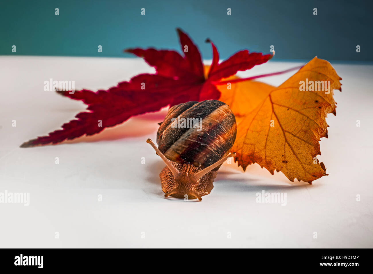 Snail with Leaf of Japanese Maple and Other Leaves Stock Photo - Alamy