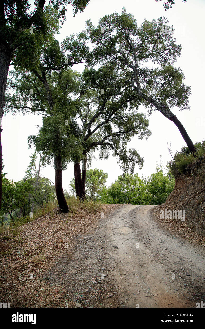 Mountain road lined with chestnut trees in Andalucia, Spain Stock Photo
