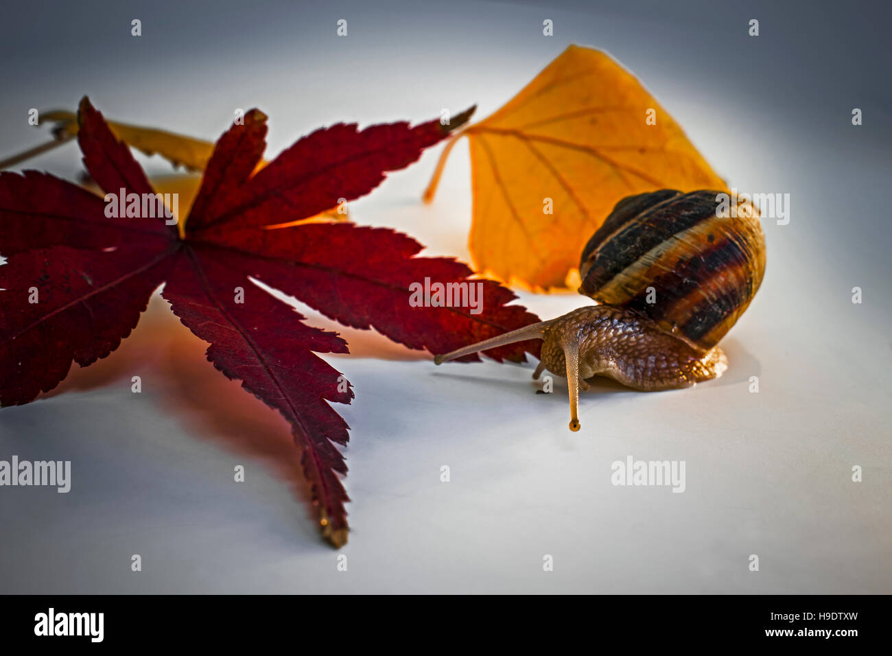 Snail with Leaf of Japanese Maple and Other Leaves Stock Photo