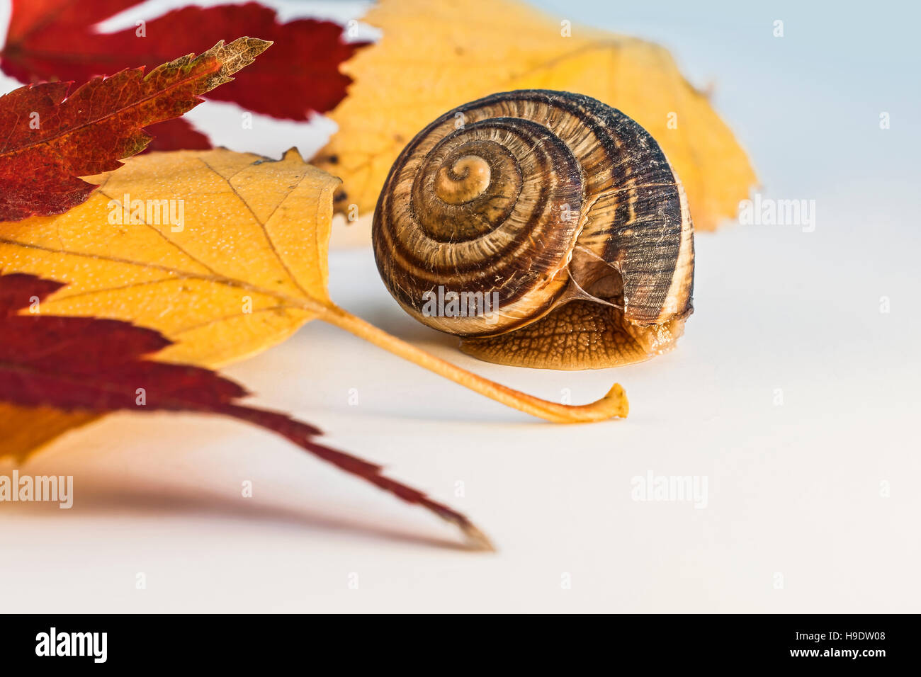 Snail with Leaf of Japanese Maple and Other Leaves Stock Photo