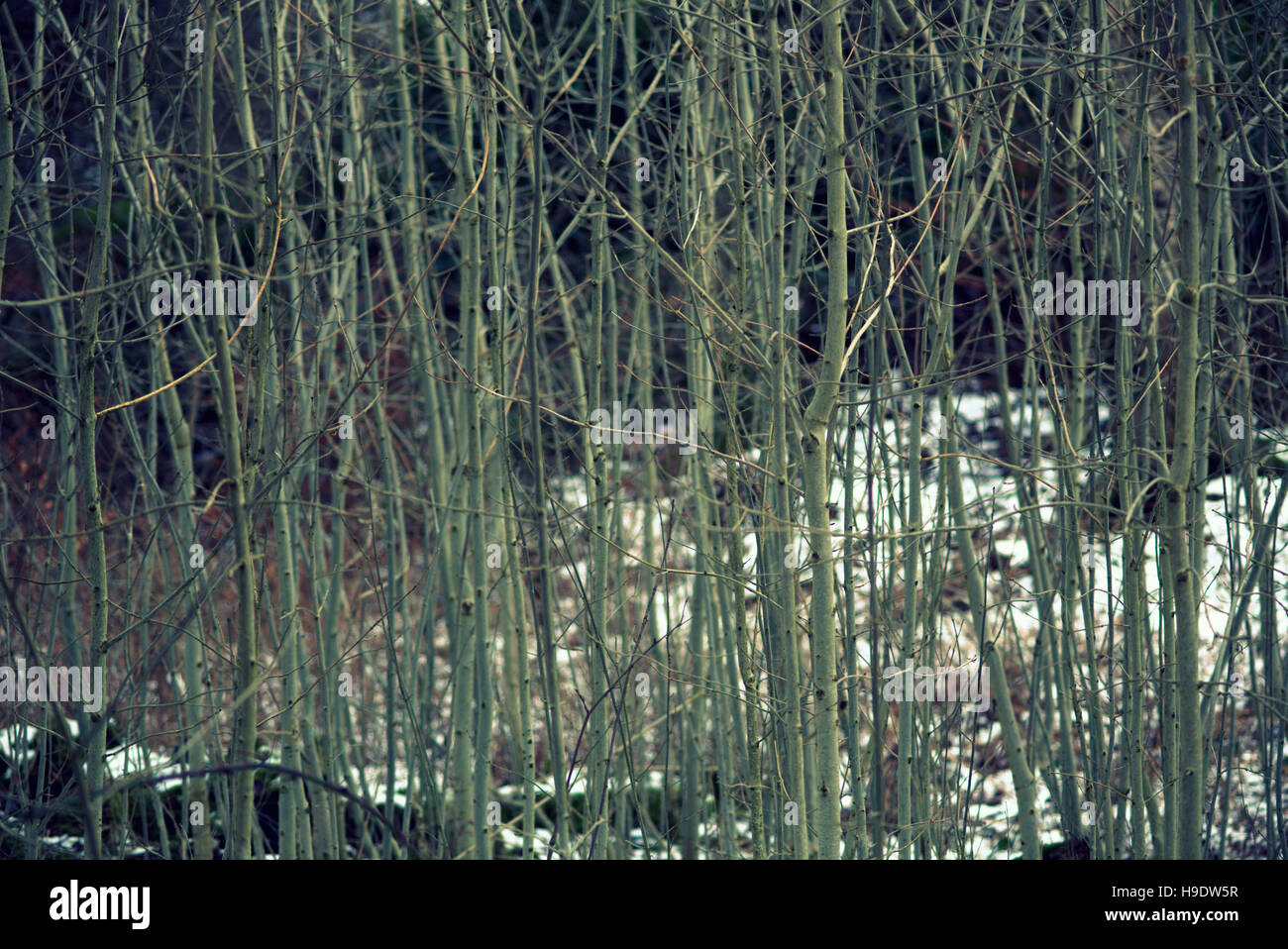 Autumn foliage trees golden leaves patterns and color Stock Photo - Alamy