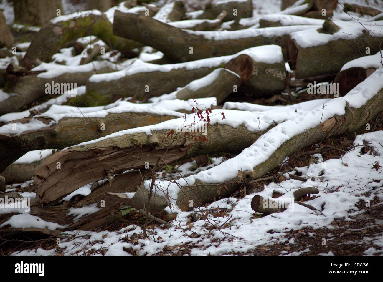 Snow covered logs or tree trunks or branches Stock Photo