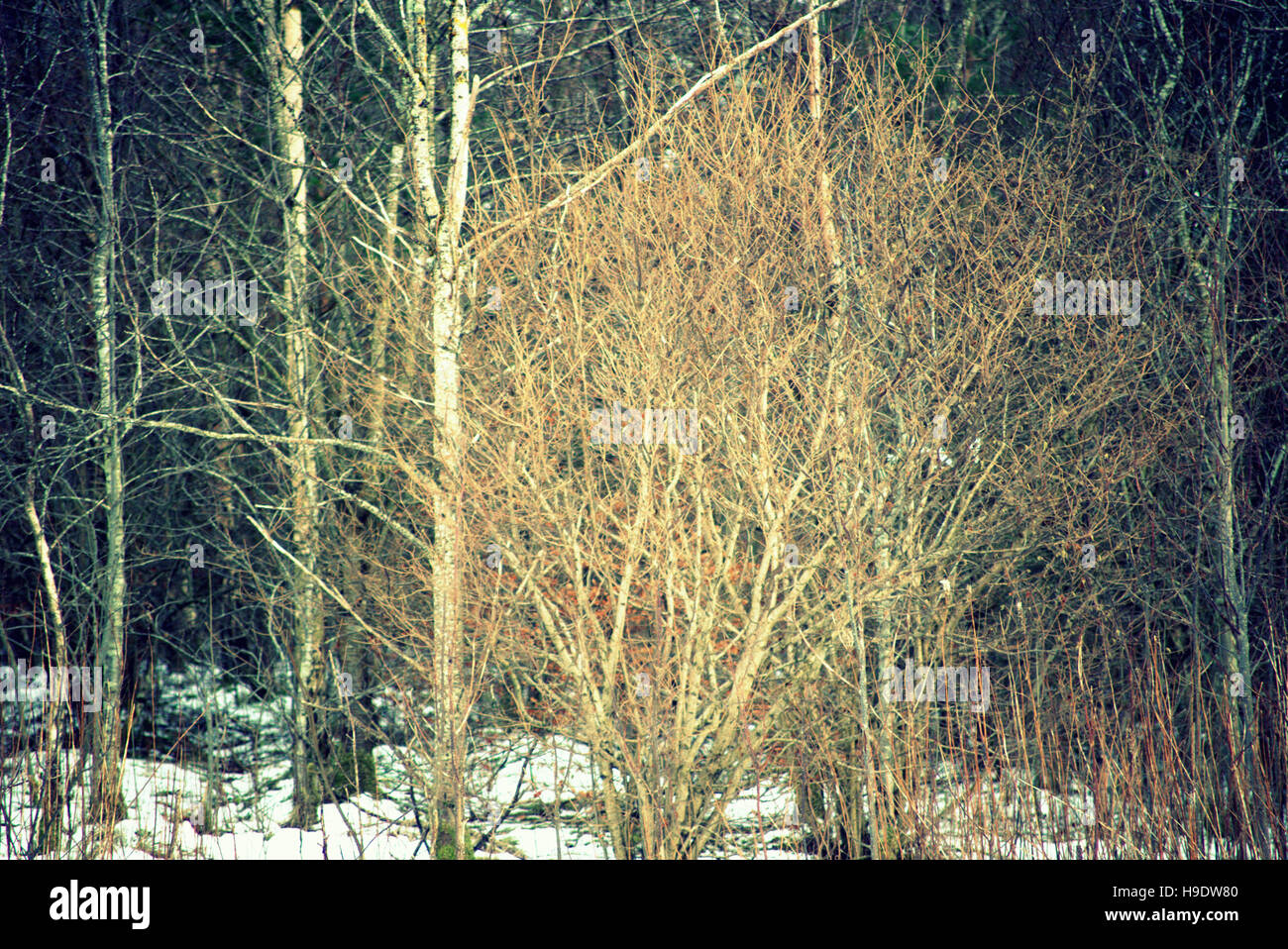 Autumn foliage trees golden leaves patterns and color Stock Photo - Alamy