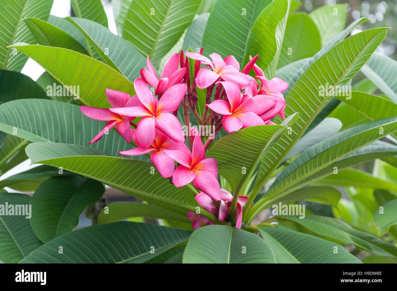 Pink Frangipani flowers, South Bank Parklands, South Bank, Brisbane, Queensland, Australia Stock Photo