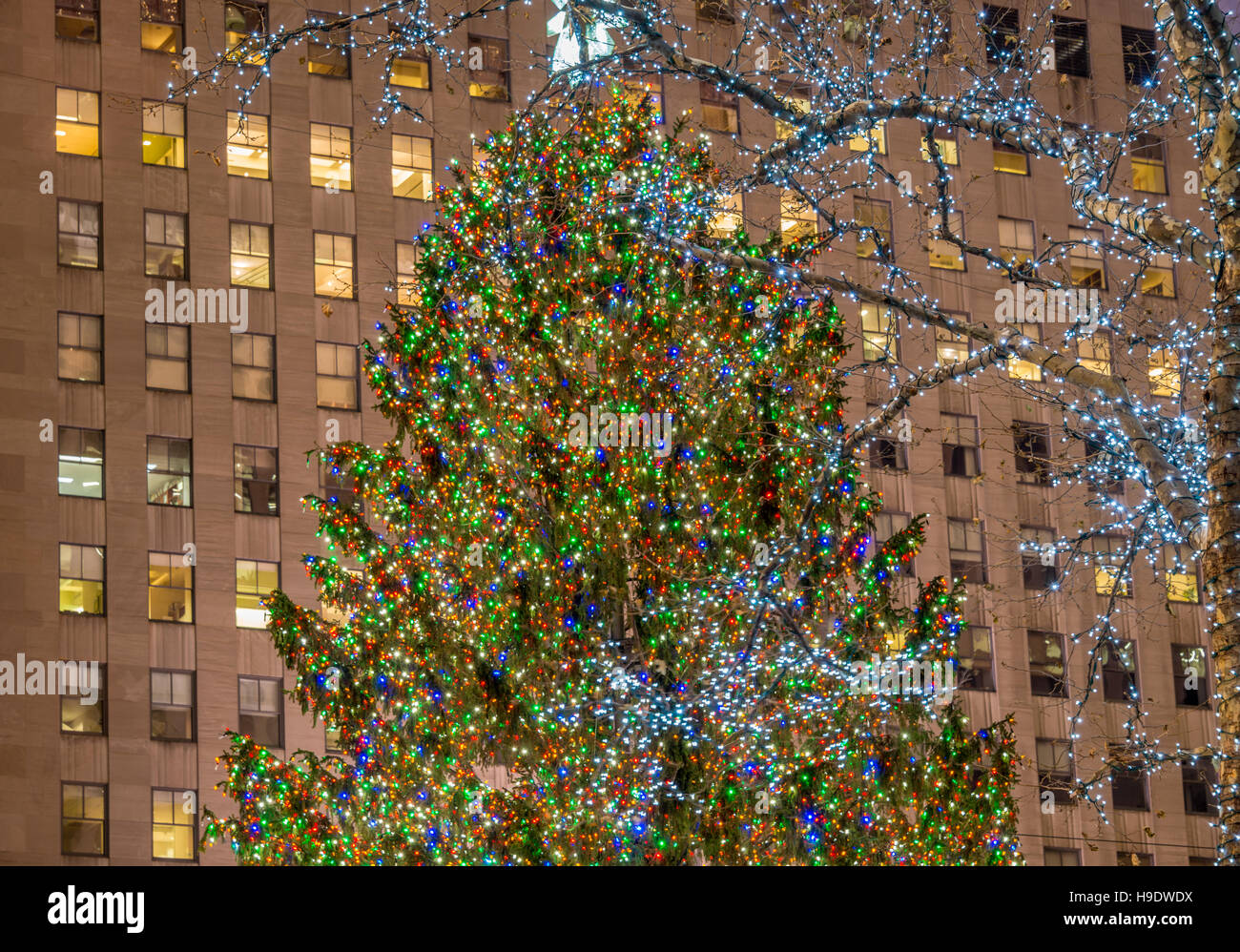 New York DECEMBER 20, 2013 Christmas Tree at Rockefeller center on