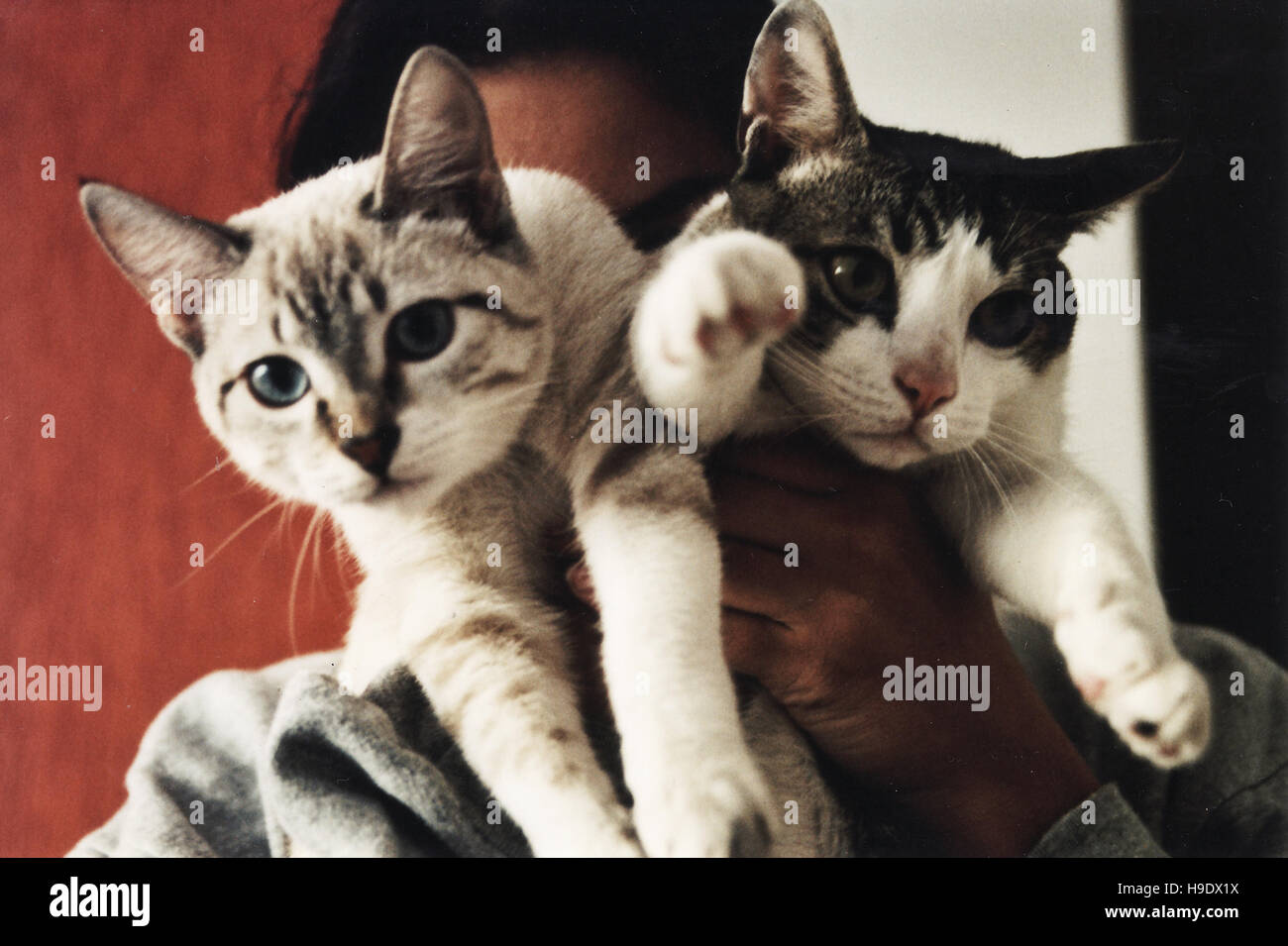 Cats being hold by a lady, up to her face Stock Photo