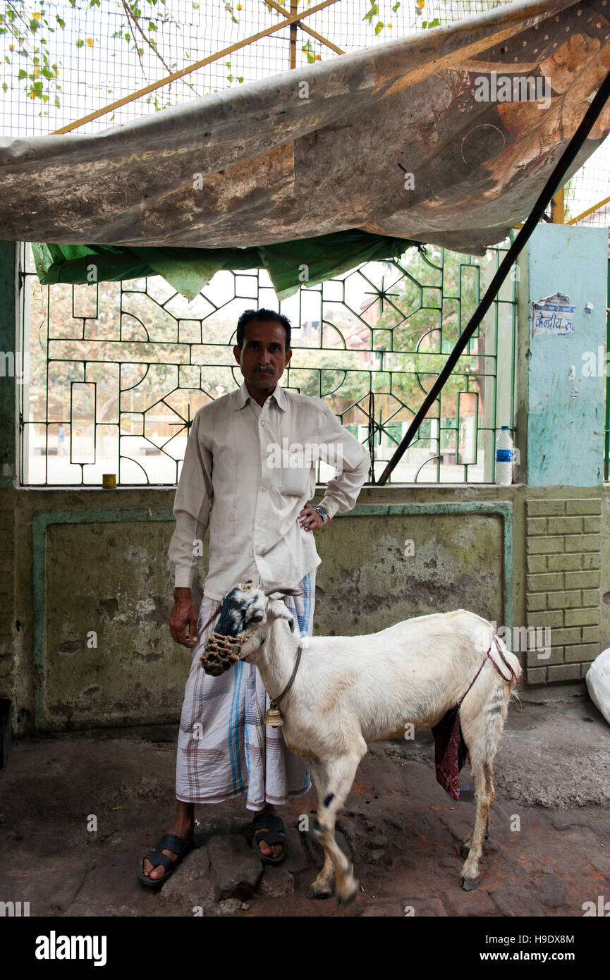 A man keeps goats tethered to the side of the footpath in an inner-city Calcutta neighborhood, selling their milk to neighbors by the cup full Stock Photo - Alamy A man keeps goats tethered to the side of the footpath in an inner-city Calcutta neighborhood, selling their milk to neighbors by the cup full Stock Photo - Alamy