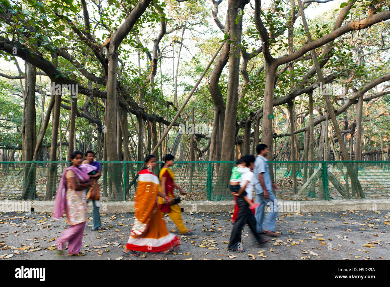 Thought to be 250 years old, the Great Banyan is a tree growing in