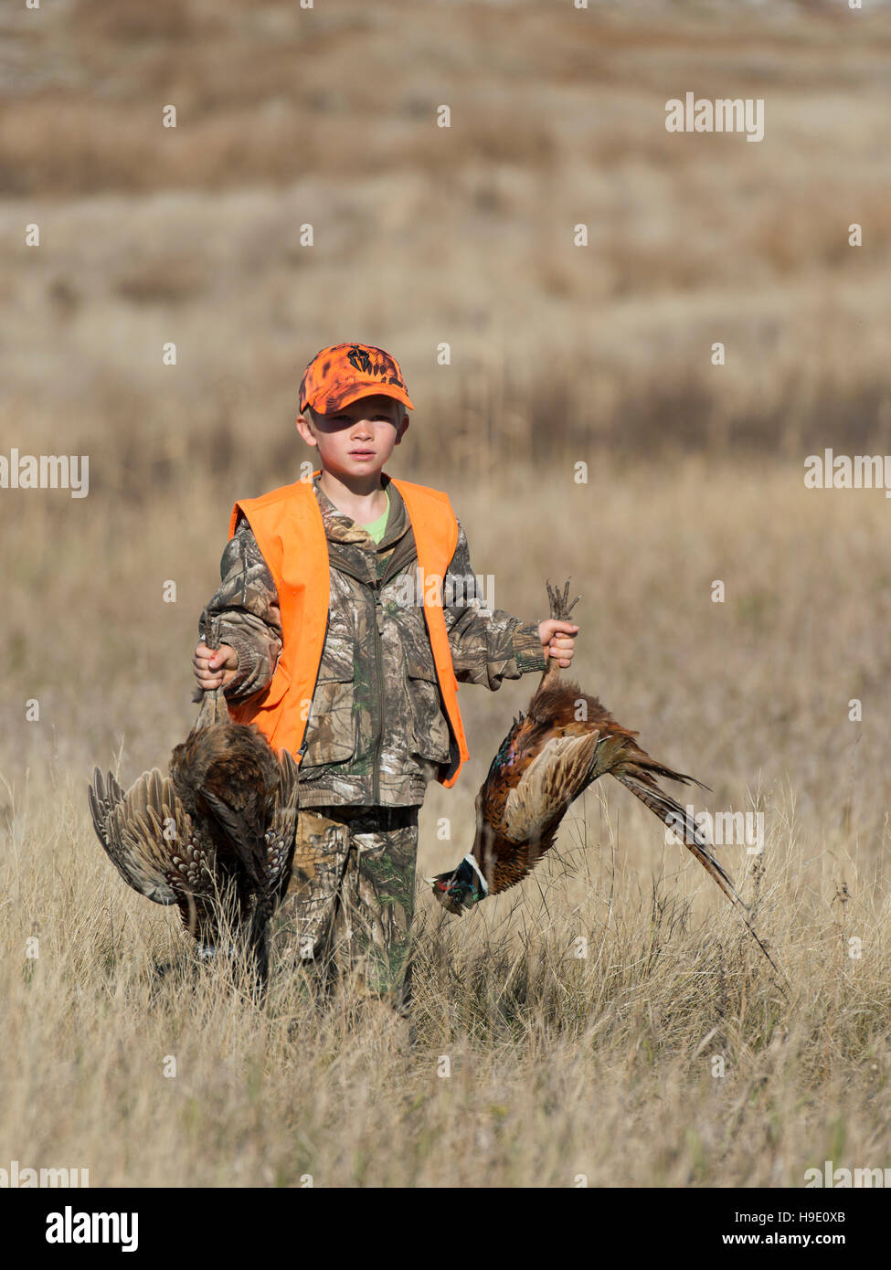 A young pheasant hunter with Rooster Pheasants Stock Photo Alamy