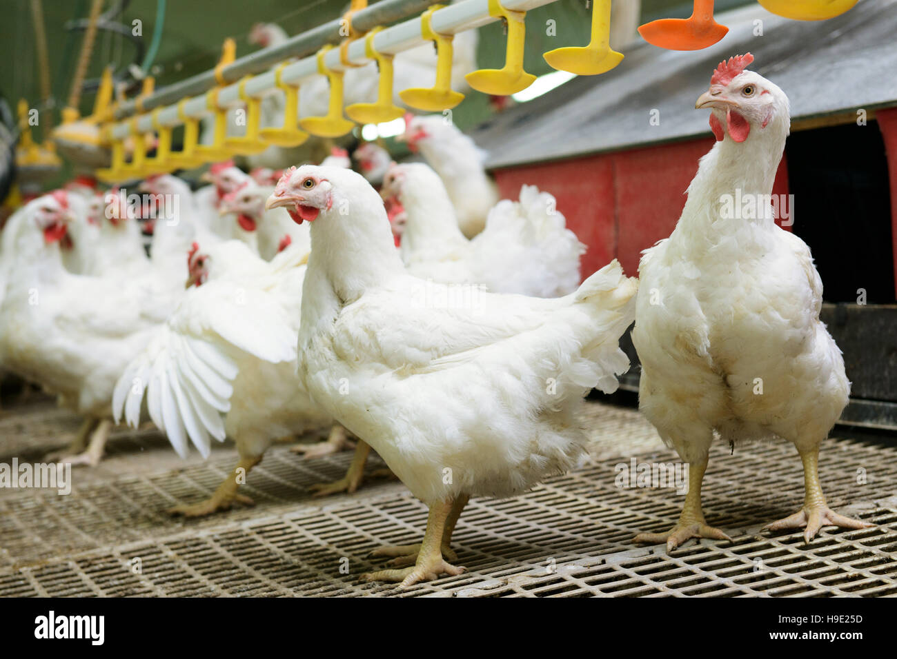 Modern chicken farm, production of white meat Stock Photo Alamy