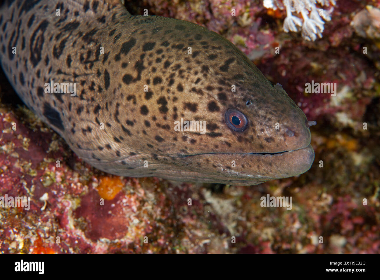 Tiger snake moray, scuticaria tigrina, Muraenidae, Sharm el Sheikh, Red Sea, Egypt Stock Photo