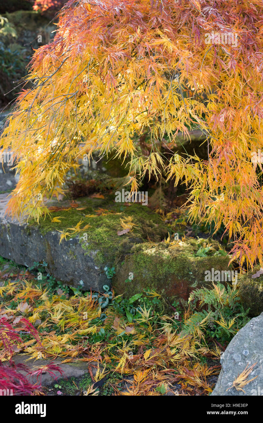 Acer palmatum dissectum in fall. Japanese maple in autumn changing colour on the rockery in RHS Wisley Gardens, Surrey, UK Stock Photo