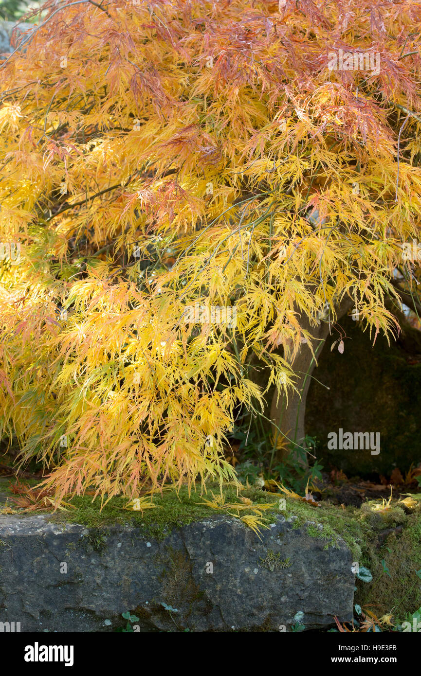 Acer palmatum dissectum in fall. Japanese maple in autumn changing colour on the rockery in RHS Wisley Gardens, Surrey, UK Stock Photo