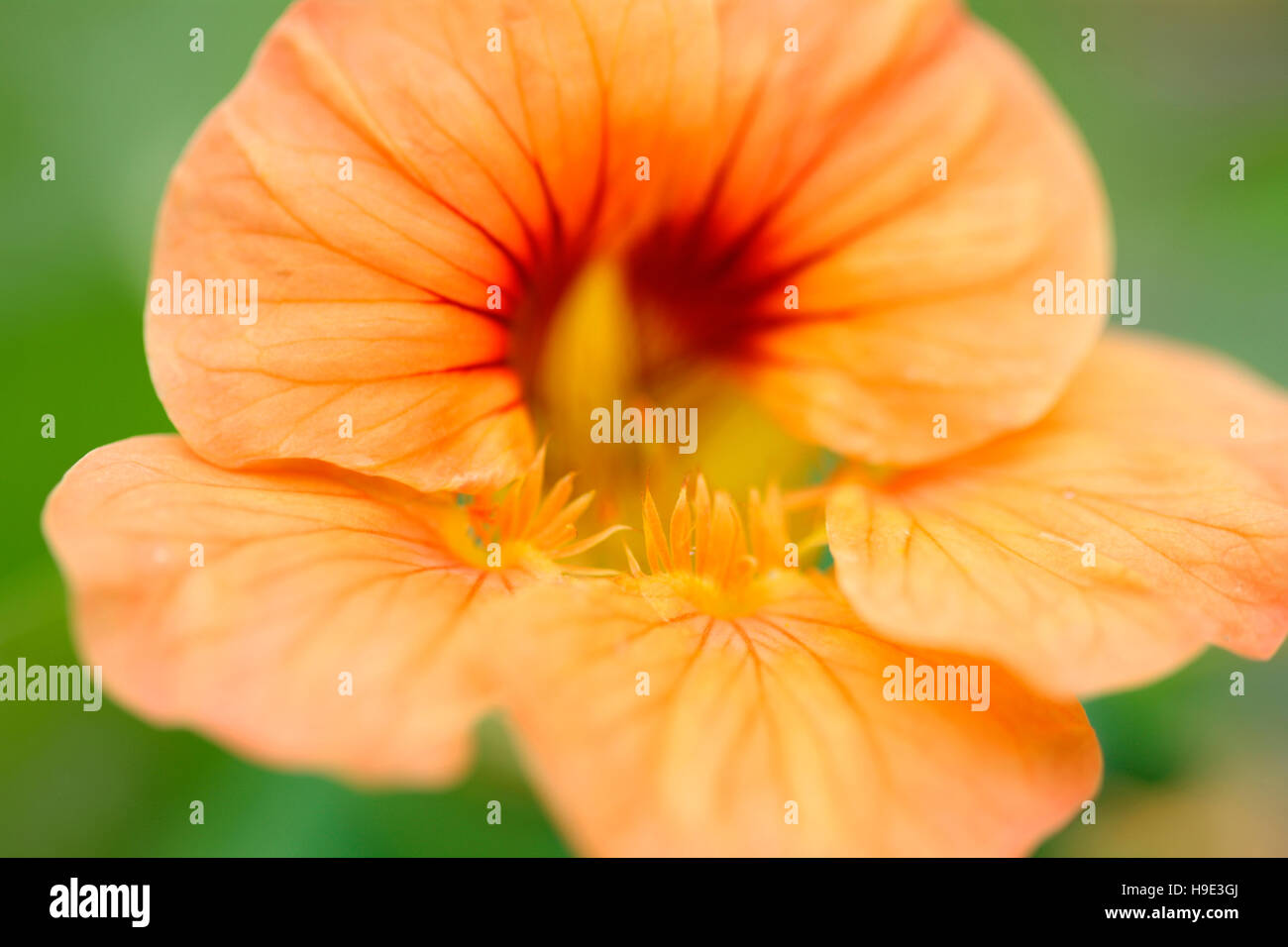 beautiful eye-catching deep orange nasturtium flowers, prolific grower, great in salads Jane Ann Butler Photography JABP1720 Stock Photo
